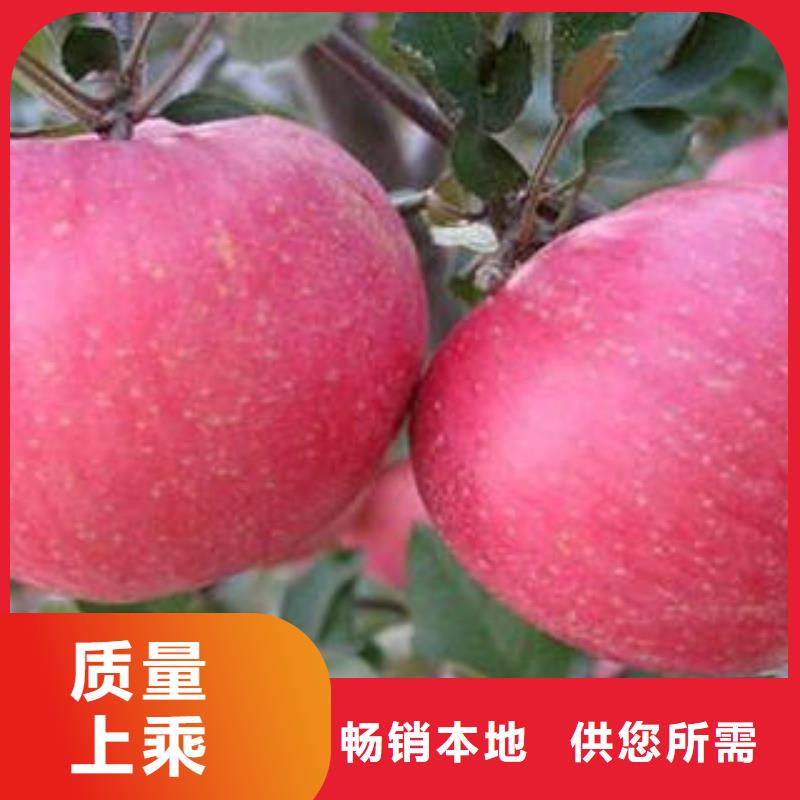 红富士苹果视频-山西省阳泉市|平定|盂县|晋中|朔州|长治|吕梁|晋城|太原红富士苹果-景才