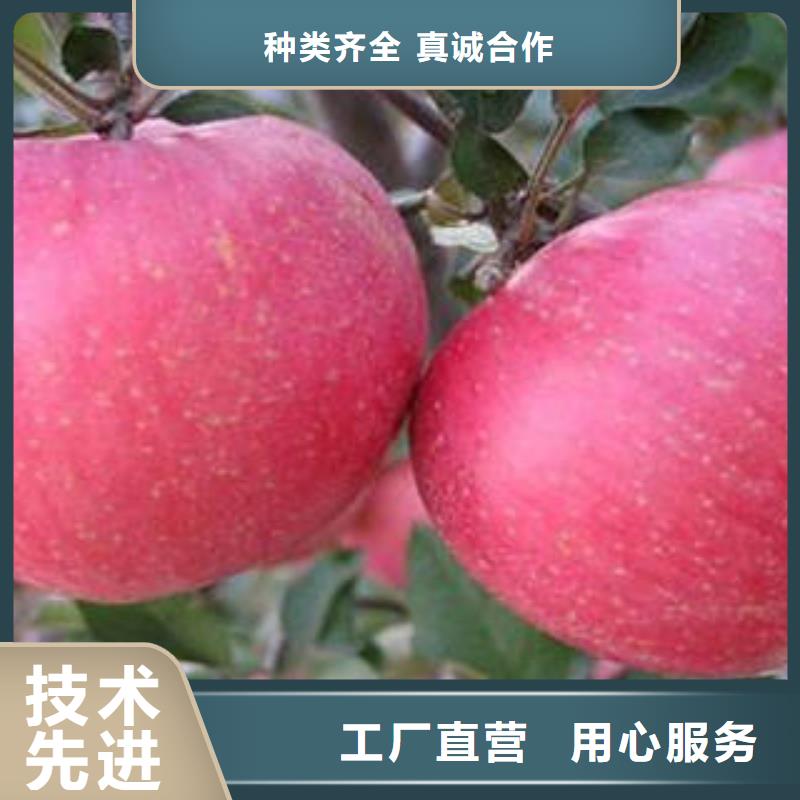 红富士苹果苹果批发好厂家有担当