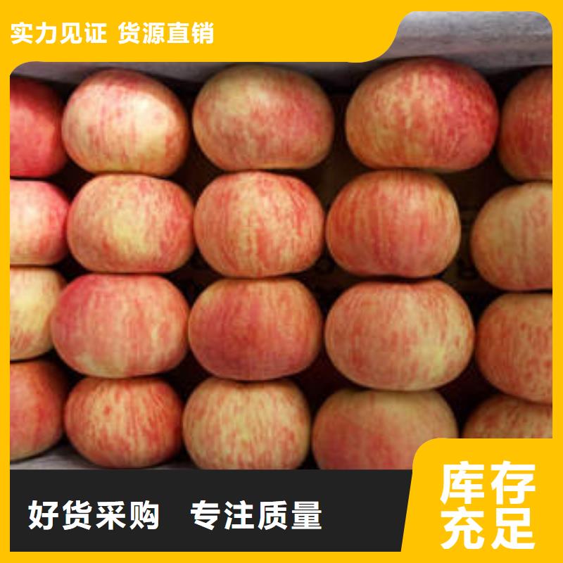 红富士苹果视频-黑龙江省佳木斯市|同江|东风|齐齐哈尔|大庆|牡丹江|哈尔滨|绥化|大兴安岭红富士苹果-景才