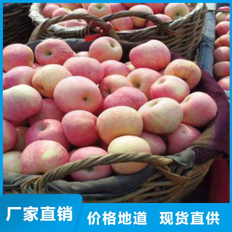 红富士苹果-嘎啦苹果工厂批发