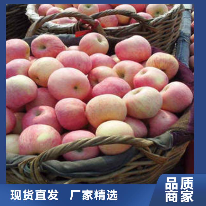 红富士苹果视频-山西省阳泉市|平定|盂县|晋中|朔州|长治|吕梁|晋城|太原红富士苹果-景才