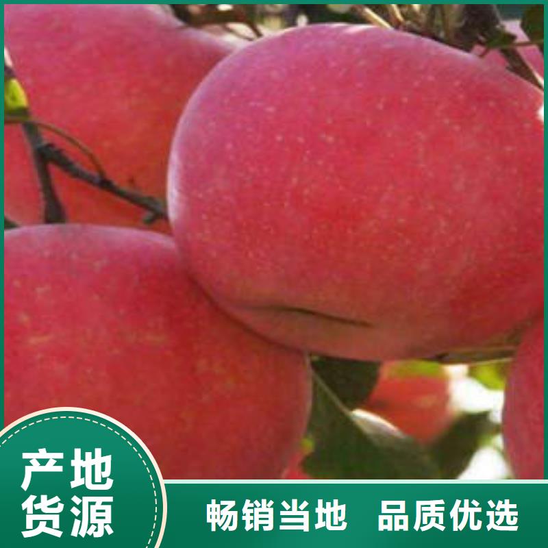 红富士苹果视频-红富士苹果|广东省肇庆市|四会|怀集|潮州|广州|韶关|云浮