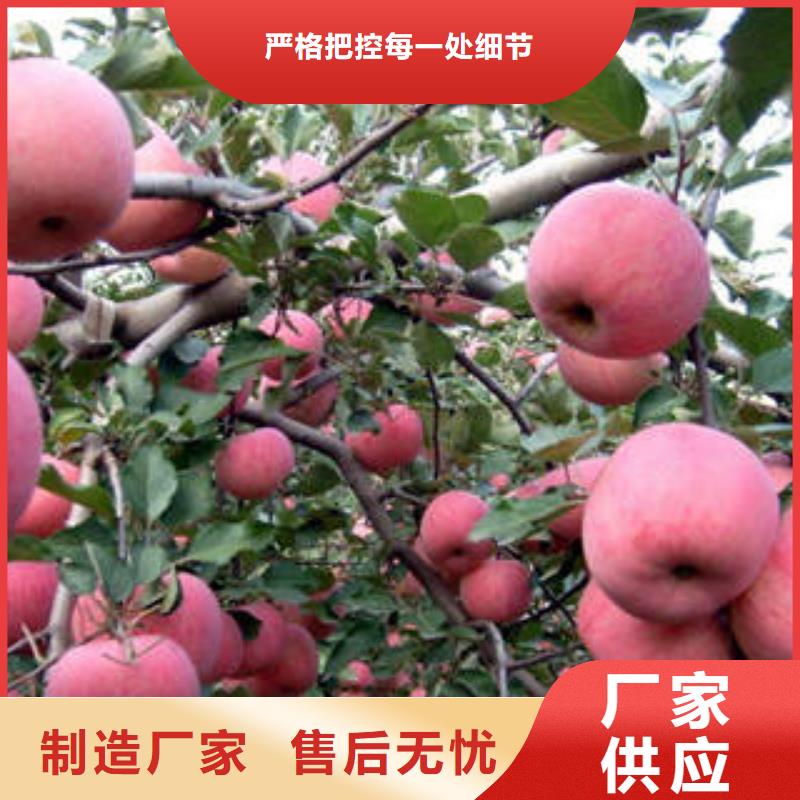 红富士苹果苹果当地货源