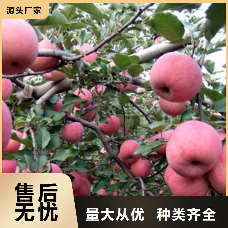 红富士苹果_苹果种植基地工期短发货快