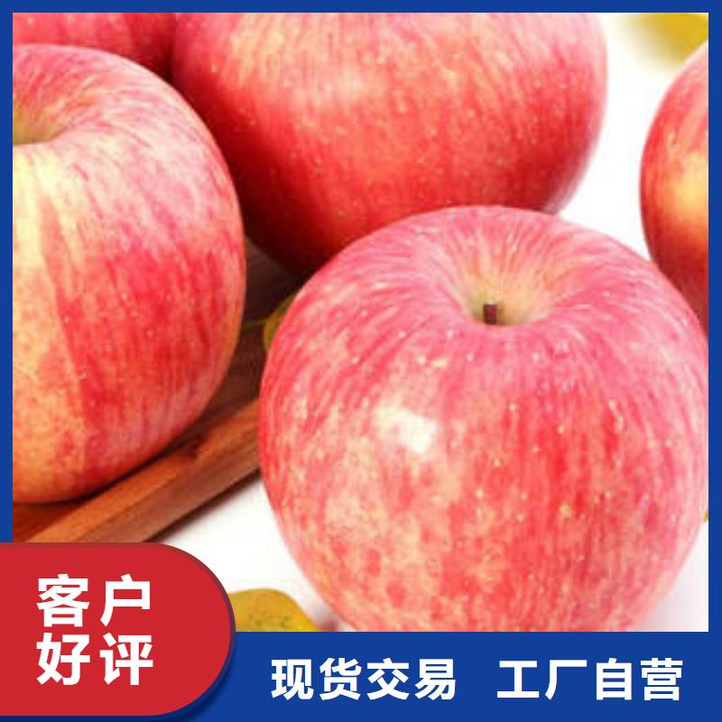 红富士苹果货源直销