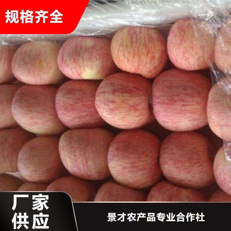 红富士苹果-嘎啦苹果工厂批发