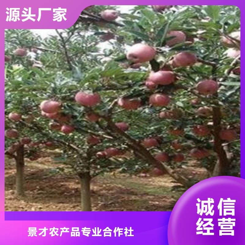 红富士苹果视频-山西省阳泉市|平定|盂县|晋中|朔州|长治|吕梁|晋城|太原红富士苹果-景才