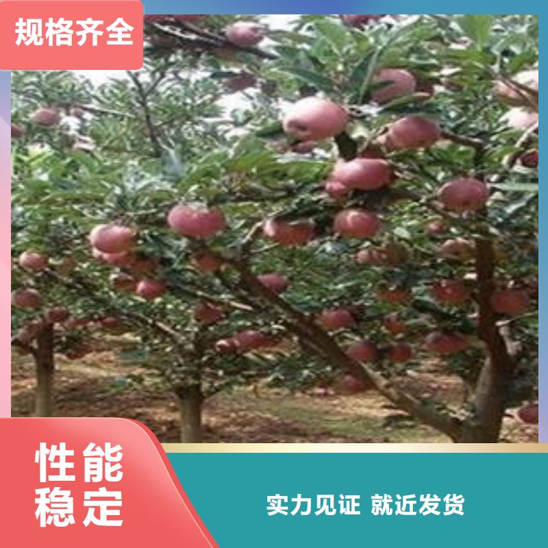 红富士苹果-嘎啦苹果原厂制造