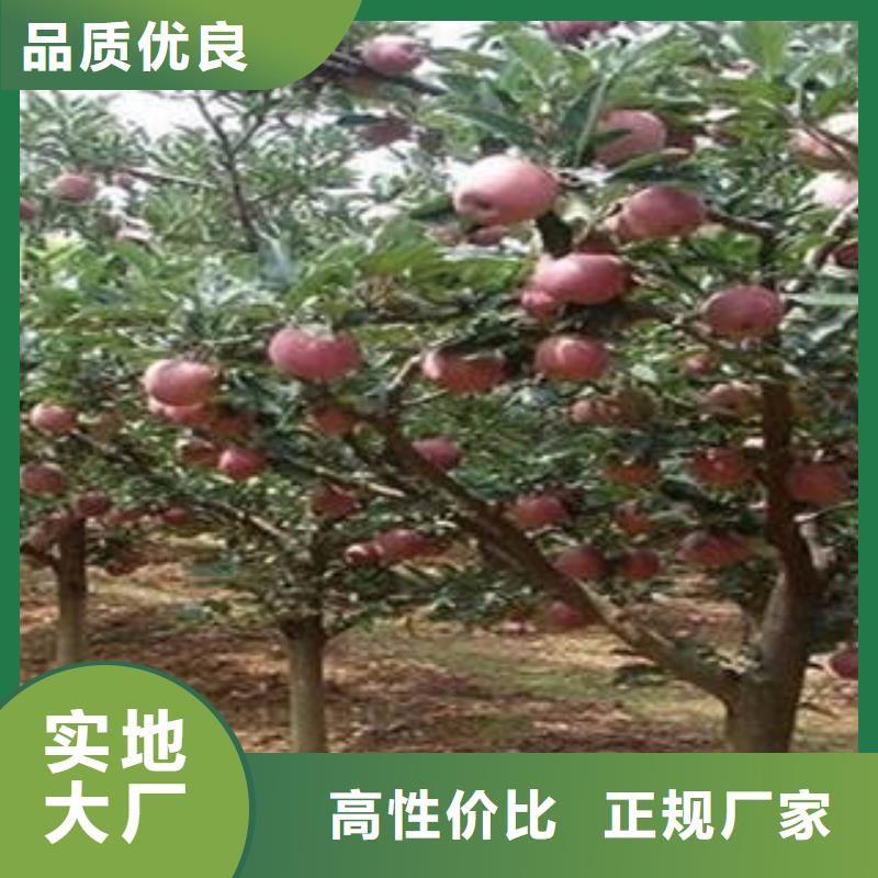 红富士苹果红富士苹果产地品牌企业
