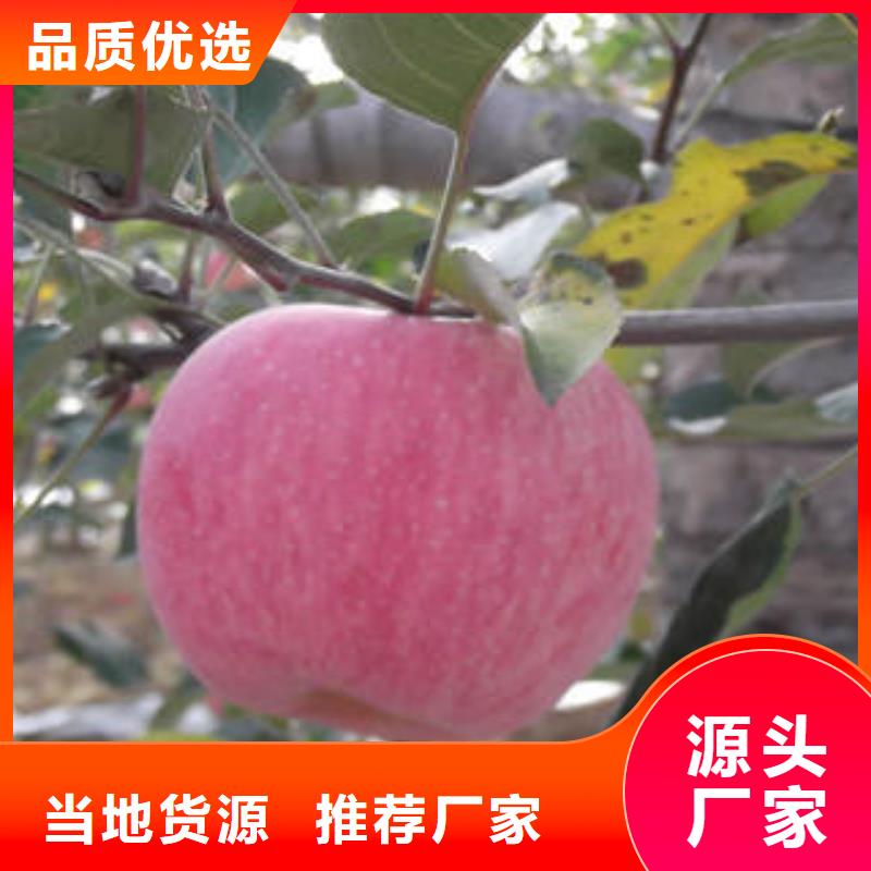 红富士苹果-嘎啦苹果原厂制造