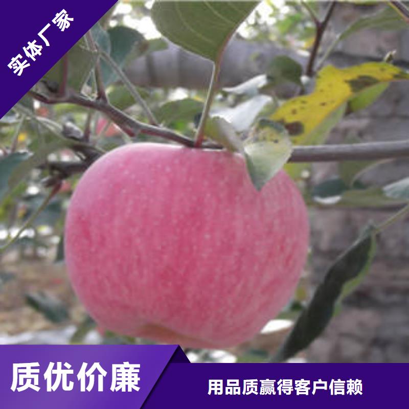 红富士苹果视频-黑龙江省佳木斯市|同江|东风|齐齐哈尔|大庆|牡丹江|哈尔滨|绥化|大兴安岭红富士苹果-景才