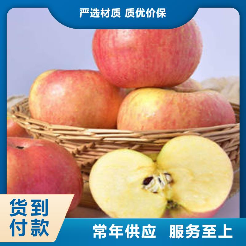 红富士苹果视频-黑龙江省佳木斯市|同江|东风|齐齐哈尔|大庆|牡丹江|哈尔滨|绥化|大兴安岭红富士苹果-景才