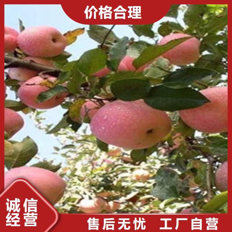 红富士苹果视频-山西省阳泉市|平定|盂县|晋中|朔州|长治|吕梁|晋城|太原红富士苹果-景才
