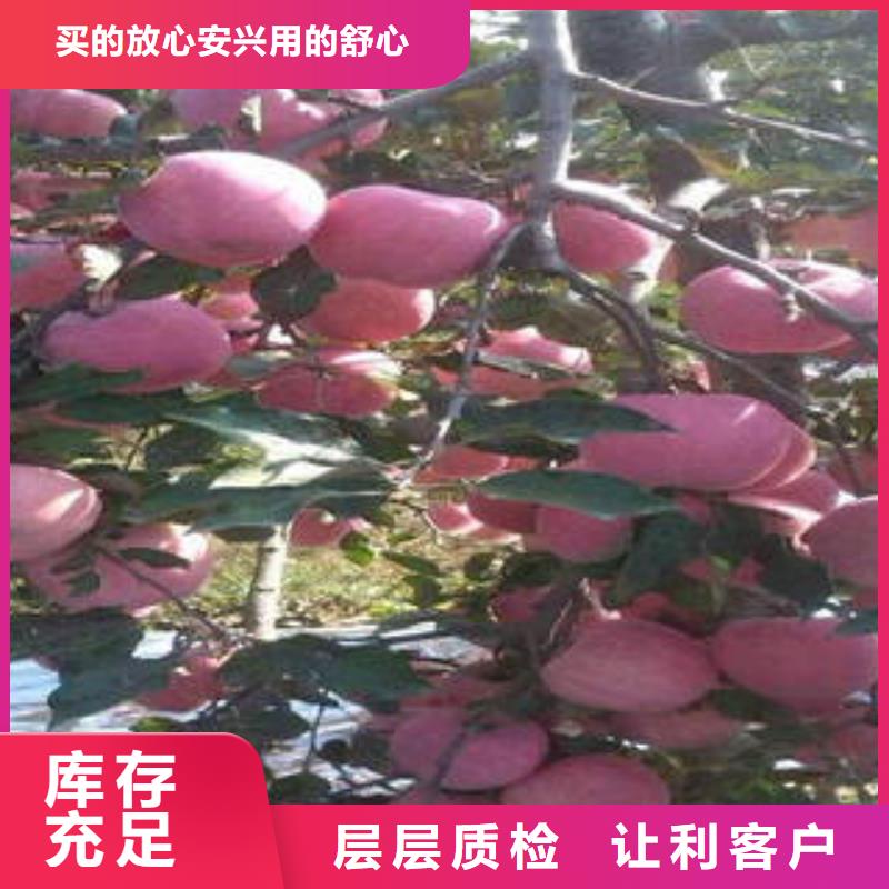 红富士苹果苹果种植基地品质过硬