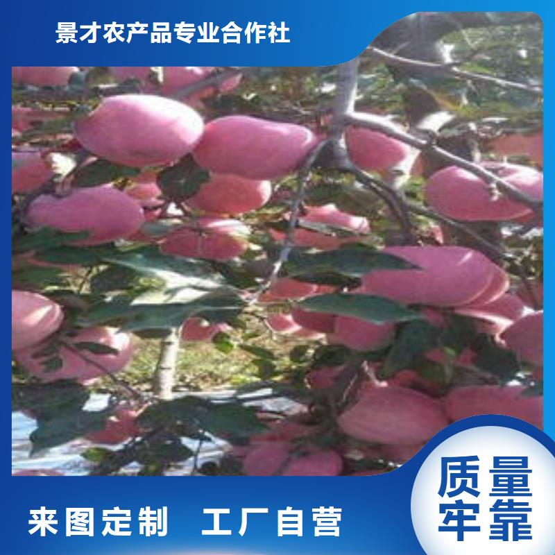 红富士苹果专业生产品质保证