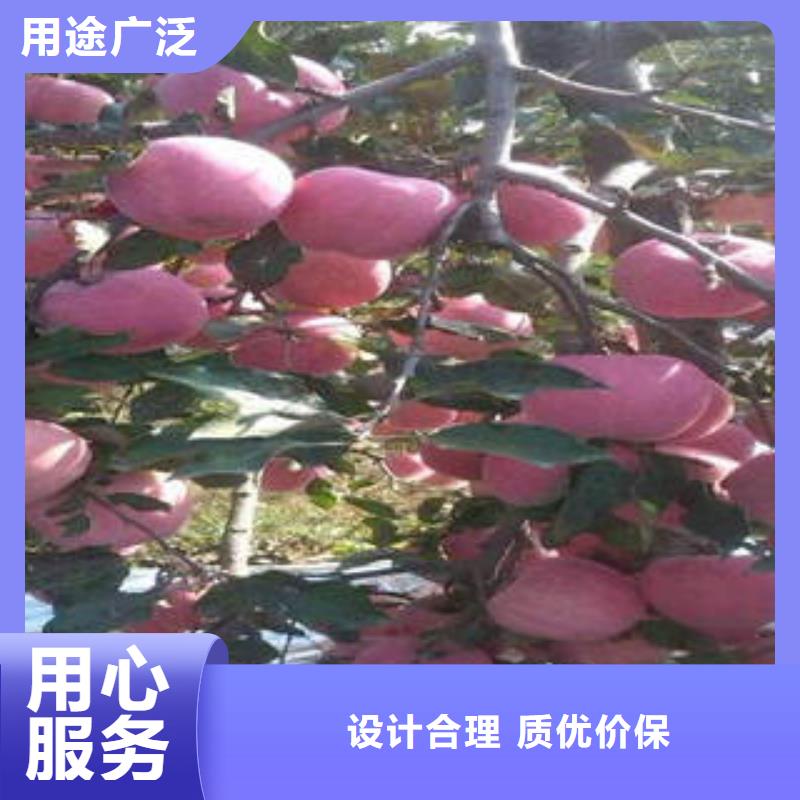 红富士苹果专业生产品质保证