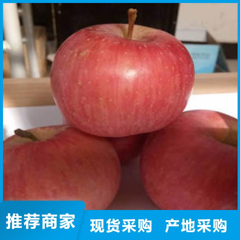 红富士苹果多行业适用