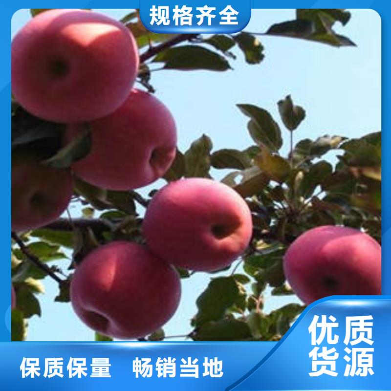红富士苹果苹果种植基地品质过硬