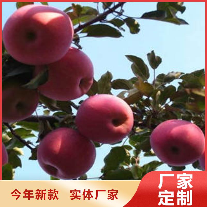 红富士苹果_嘎啦苹果自有厂家