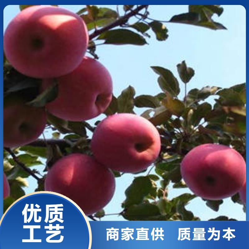 红富士苹果_苹果种植基地工期短发货快