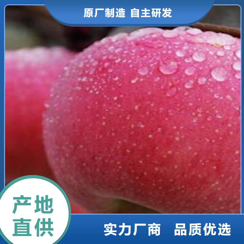 【红富士苹果好厂家有担当】