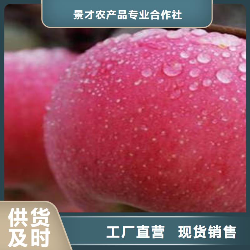 红富士苹果多行业适用
