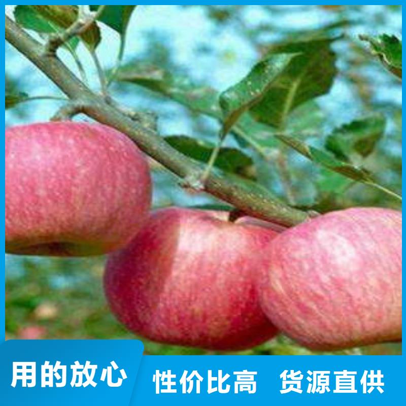 红富士苹果视频-山西省阳泉市|平定|盂县|晋中|朔州|长治|吕梁|晋城|太原红富士苹果-景才