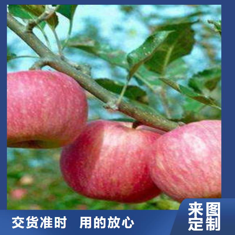 红富士苹果苹果种植基地好品质用的放心