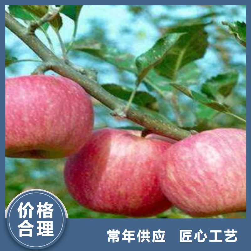 红富士苹果视频-红富士苹果|广东省肇庆市|四会|怀集|潮州|广州|韶关|云浮