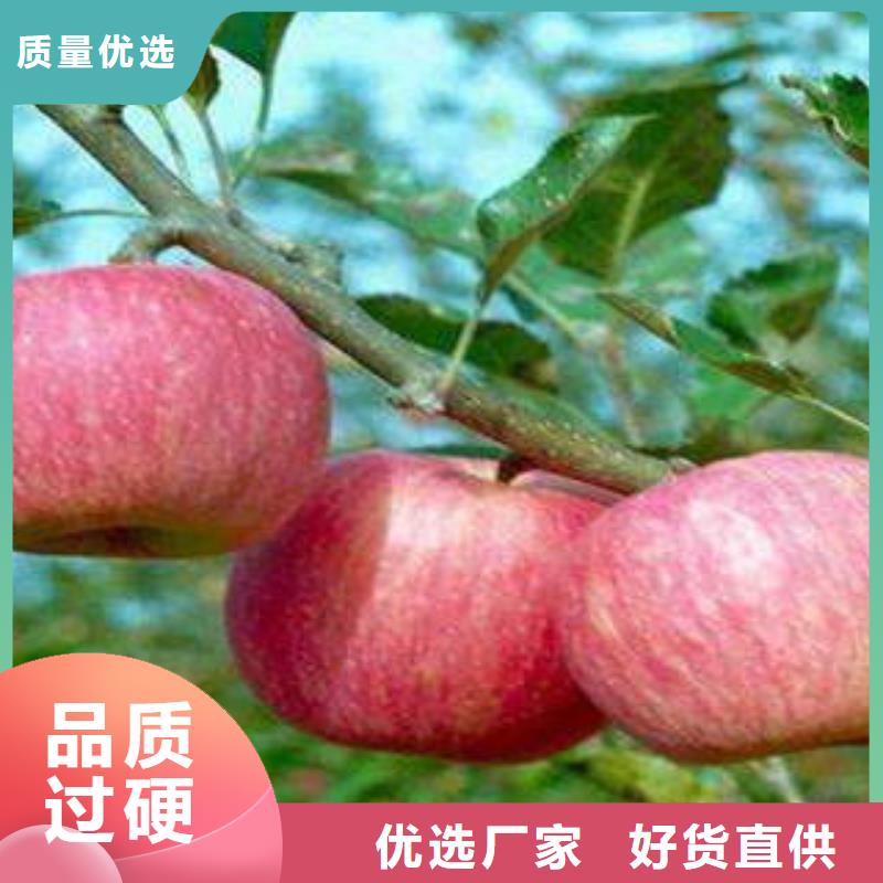 红富士苹果货源直销