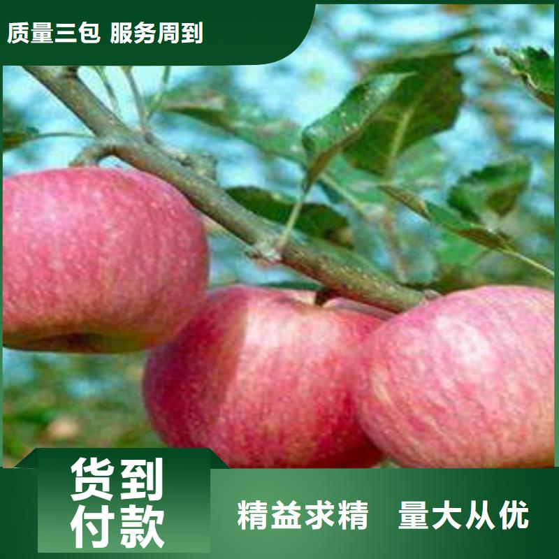 【红富士苹果好厂家有担当】