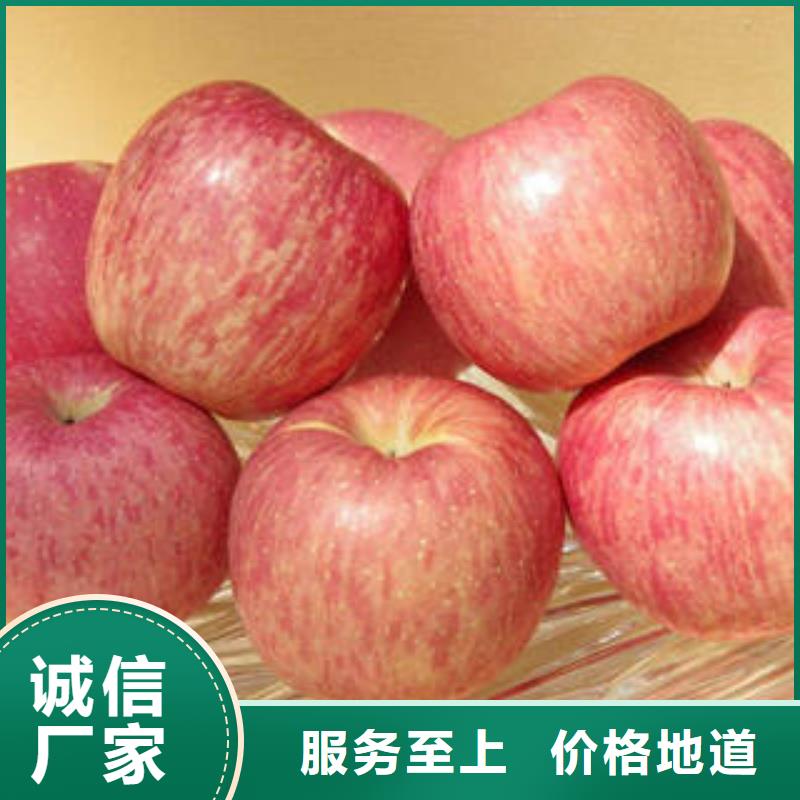 红富士苹果视频-山西省阳泉市|平定|盂县|晋中|朔州|长治|吕梁|晋城|太原红富士苹果-景才