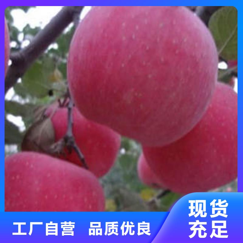 红富士苹果视频-黑龙江省佳木斯市|同江|东风|齐齐哈尔|大庆|牡丹江|哈尔滨|绥化|大兴安岭红富士苹果-景才