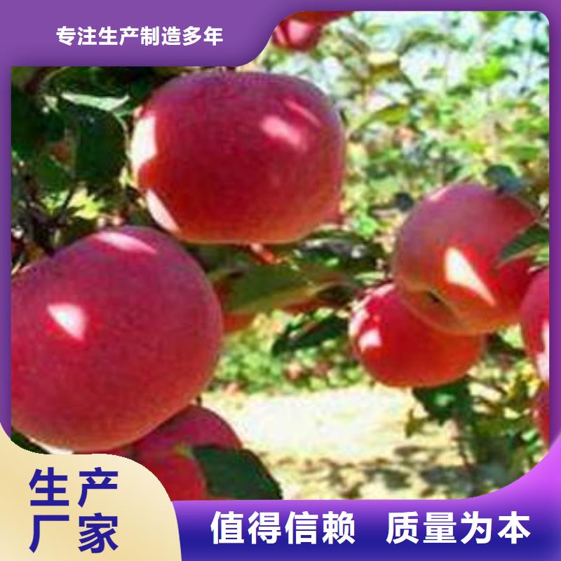 红富士苹果视频-山西省阳泉市|平定|盂县|晋中|朔州|长治|吕梁|晋城|太原红富士苹果-景才