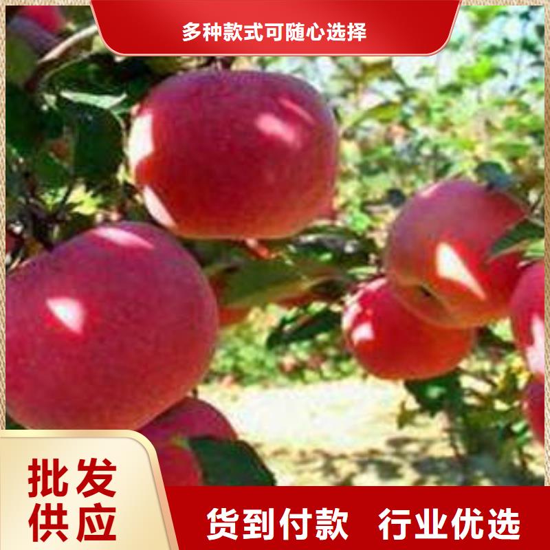 红富士苹果苹果种植基地品质过硬