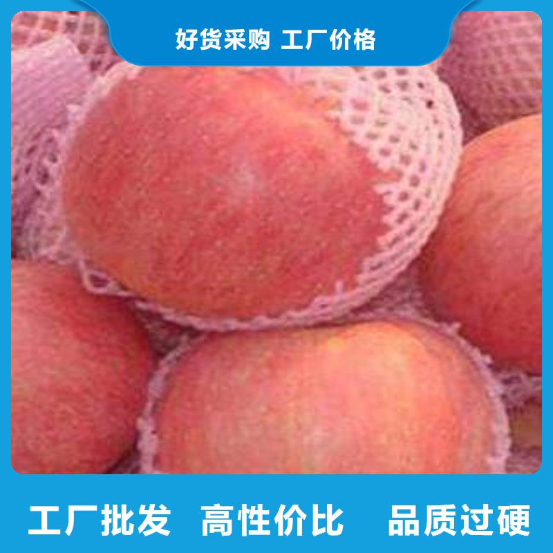 红富士苹果视频-山西省阳泉市|平定|盂县|晋中|朔州|长治|吕梁|晋城|太原红富士苹果-景才