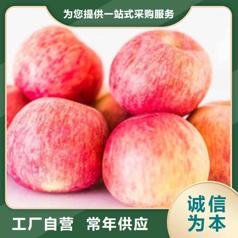 红富士苹果苹果种植基地厂家直销售后完善