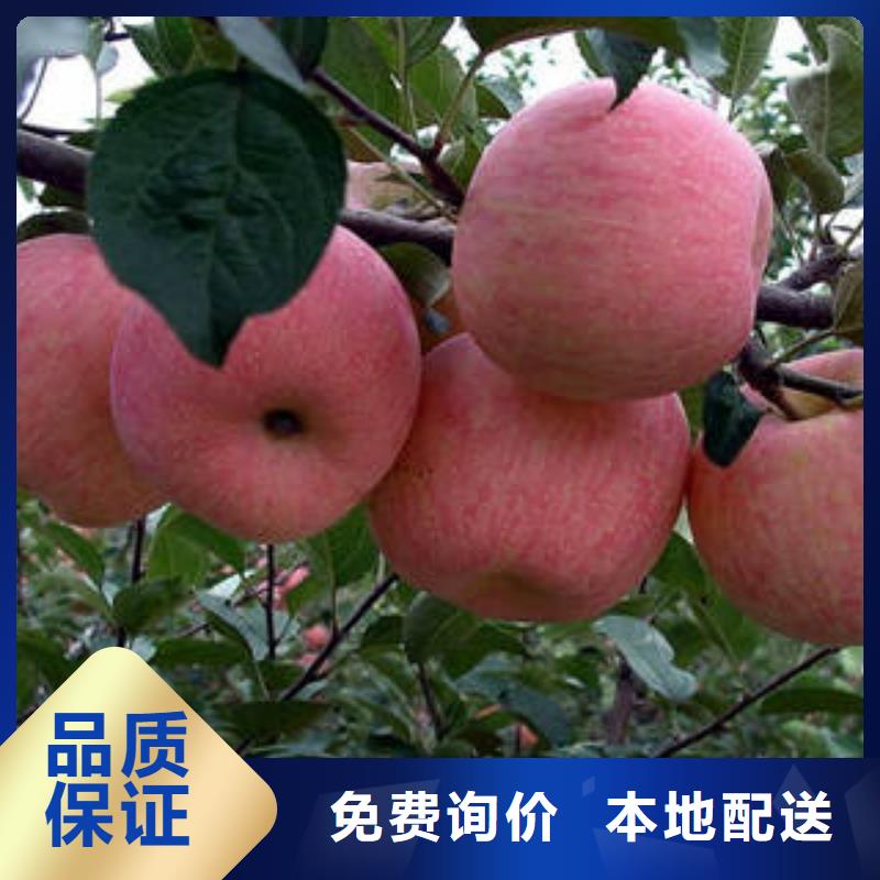 红富士苹果苹果种植基地厂家直销售后完善