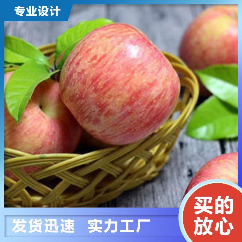 红富士苹果苹果种植基地厂家直销售后完善