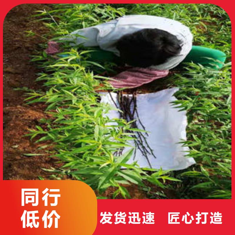 《兴海》-|秦皇岛|沧州|张家口|廊坊【桃树苗】_梨树苗用品质说话专注品质