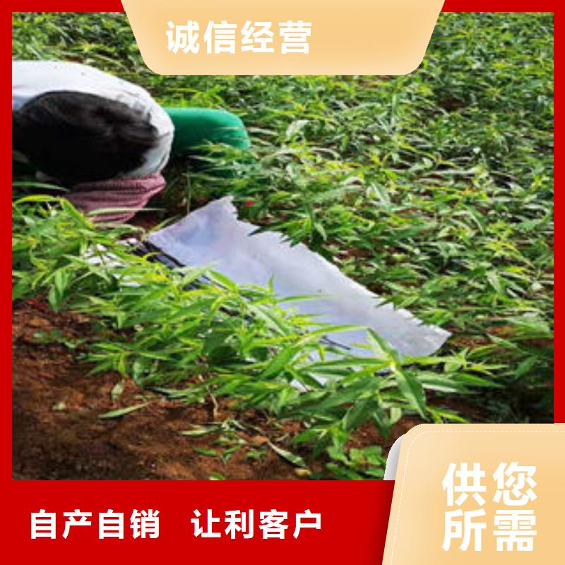 桃树苗现货