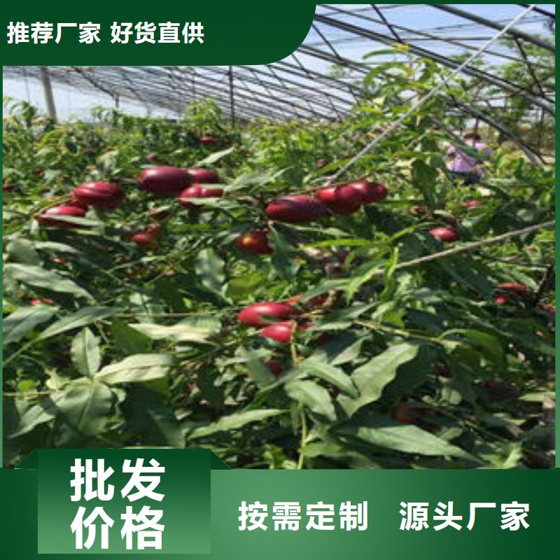 桃树苗_【梨树苗】对质量负责|-兴海苗木种植社(辽阳市分公司)
