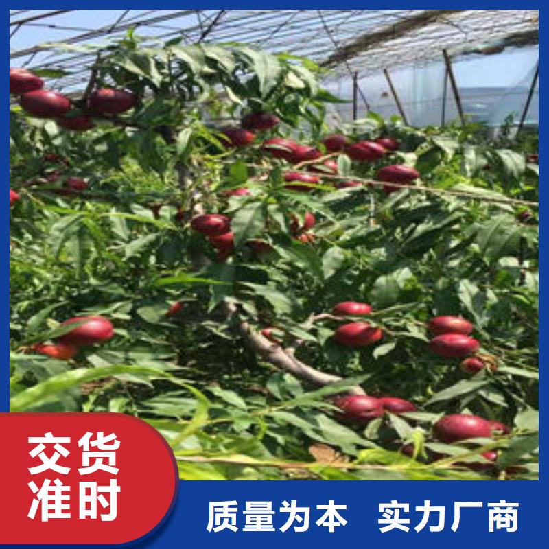 《兴海》-|秦皇岛|沧州|张家口|廊坊【桃树苗】_梨树苗用品质说话专注品质