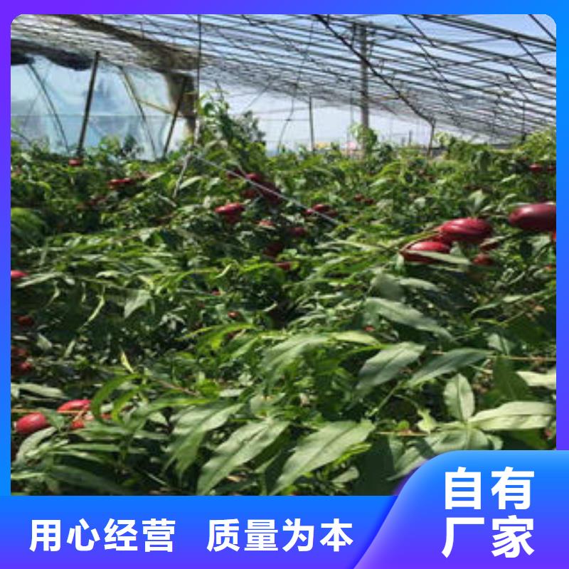 桃树苗葡萄苗厂家直销值得选择