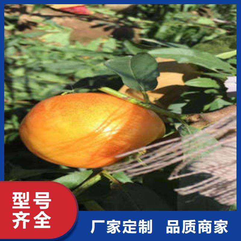 桃树苗,核桃苗供货及时
