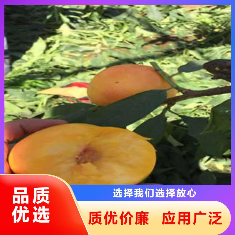 桃树苗_【梨树苗】对质量负责|-兴海苗木种植社(辽阳市分公司)