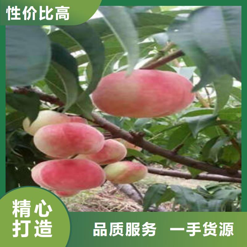 《兴海》-|秦皇岛|沧州|张家口|廊坊【桃树苗】_梨树苗用品质说话专注品质