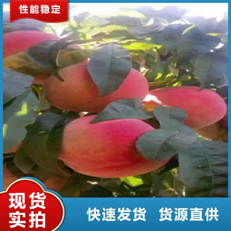 桃树苗现货