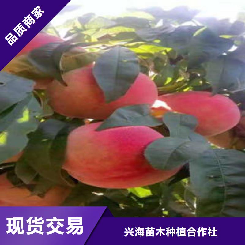 桃树苗_【梨树苗】对质量负责|-兴海苗木种植社(辽阳市分公司)