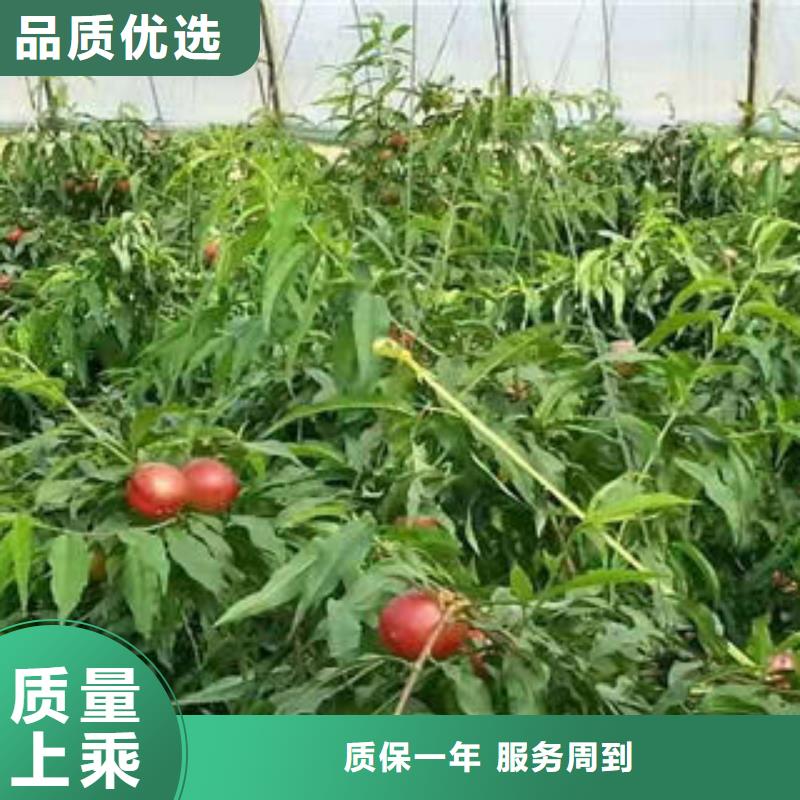 《兴海》-|秦皇岛|沧州|张家口|廊坊【桃树苗】_梨树苗用品质说话专注品质
